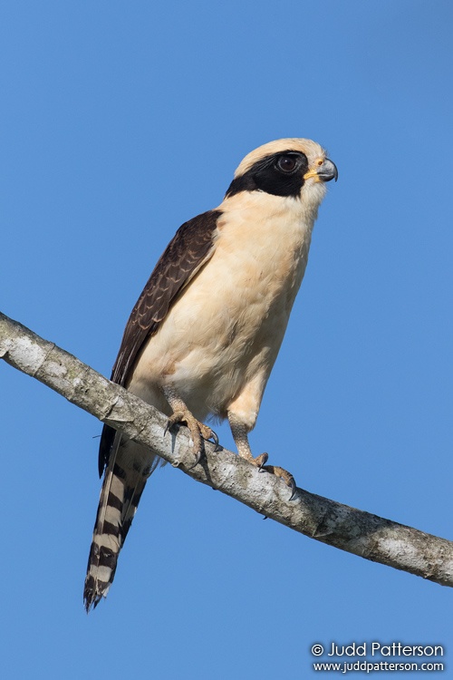 Laughing Falcon, Belize
